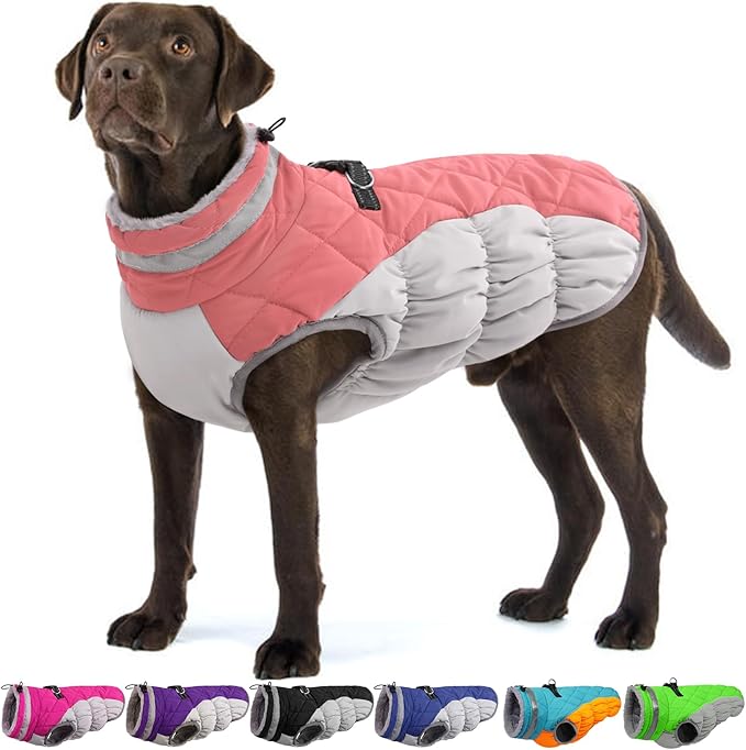 Dog Apparel & Accessories