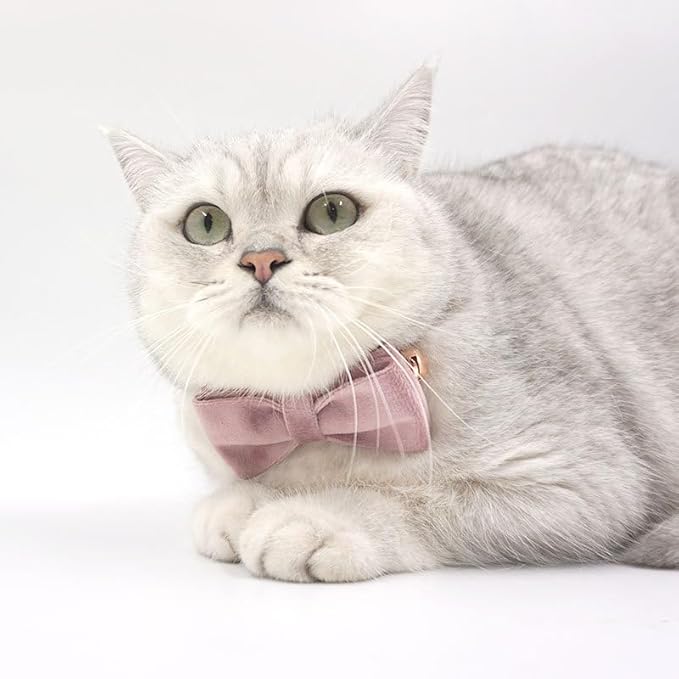 Personalized Cat Collar with Bells,Velvet Customized Small Cat Collar with Name Tag,Pet Collar with Name Phone Number Engraved ID Tags for Boy and Girl Kitten Cats (Pink Purple)