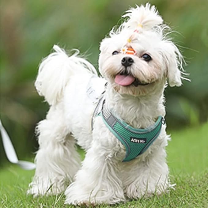 AIITLE Escape Proof Dog Harness - Step in Adjustable Dog Harness No Choke Over with Breathable Mesh for Summer- Outdoor Walking, Camping, Training for Medium Dogs Turquoise XL