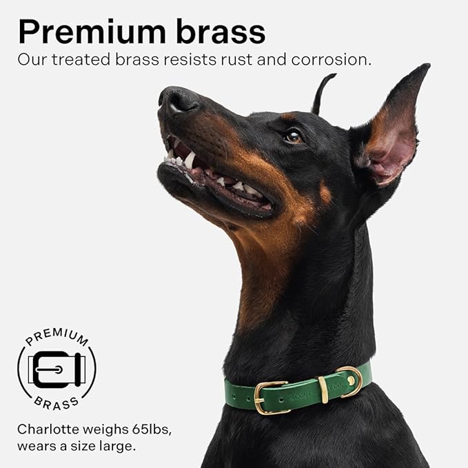 Classic Genuine Leather Dog Collar | Dog Collars for Medium Dogs, Small Dogs, Large Dogs & Extra Large Dog | Wide Dog Collar | Heavy Duty Collar (Green, XX Large)