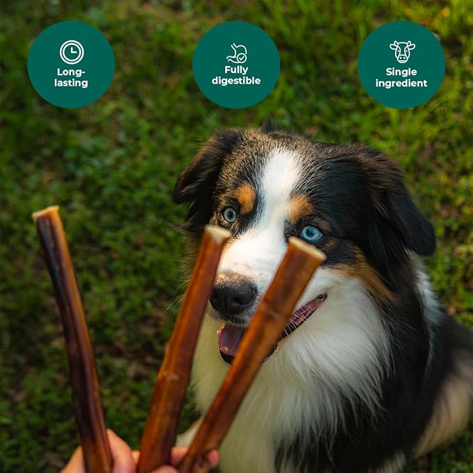 Bully Sticks 6–7" — 8 oz | Natural Single-Ingredient, Long-Lasting Dog Chews; Dental Support Treats for Small, Medium & Large Dogs