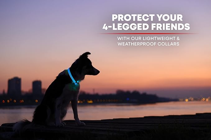 ILLUMISEEN LED Dog Collar USB Rechargeable - Bright & High Visibility Lighted Glow Collar for Pet Night Walking - Weatherproof, in 6 Colors & 6 Sizes (Blue Large)