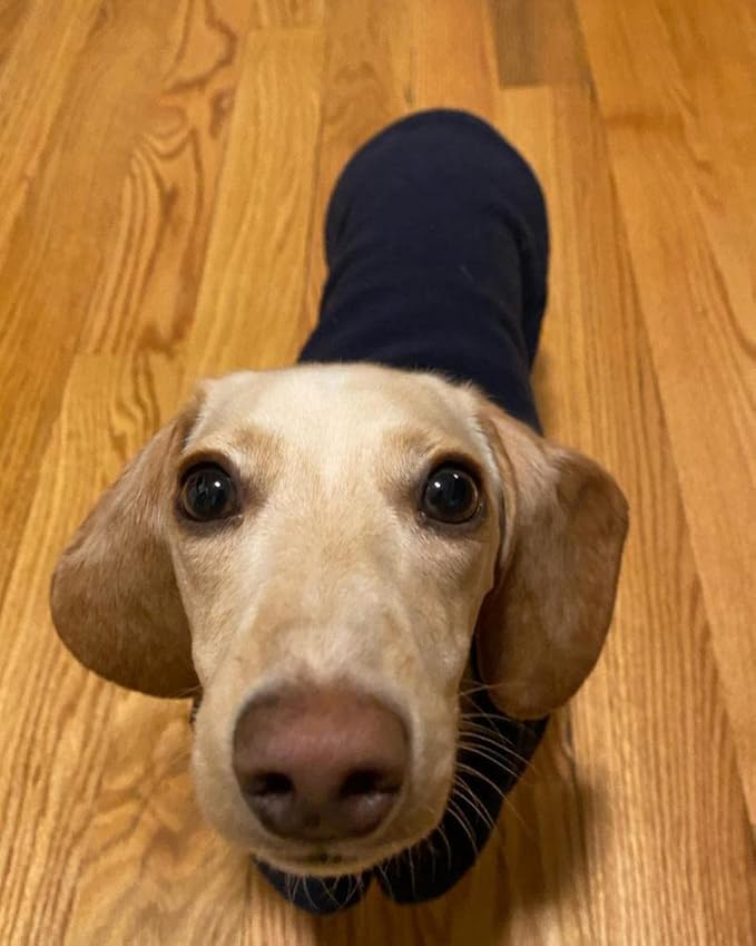 Gooby Fleece Vest Dog Sweater - Navy, Medium - Warm Pullover Fleece Dog Jacket with O-Ring Leash for Small to Medium Dogs