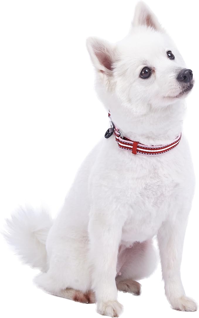 Blueberry Pet Safety Dog Collar with Dual D-Rings | 3M Reflective Multi-Colored Adjustable Collar in Marsala Red and Pink | Soft Nylon Dog Collar for Active Small Dogs