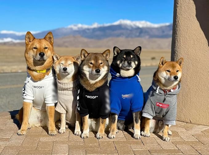 ChoChoCho Stylish Dog Hoodie Dog Clothes Streetwear Cotton Sweatshirt Fashion Outfit for Dogs Cats Puppy Small Medium Large (3XL, White)