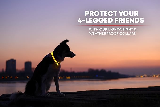 ILLUMISEEN LED Dog Collar USB Rechargeable | Bright & High Visibility Lighted Glow Collar for Pet Night Walking | Weatherproof, in 6 Colors & 6 Sizes (Yellow X-Large)