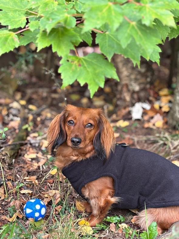 JACKO & CO - Fleece Vest Dog Sweater with Leash Ring - Soft, Warm & Lightweight Pullover Coat for Small & Medium Dogs, Puppies & Cats - Cozy Fall/Winter/Spring Pet Jacket (Black, XS 2-4lbs)