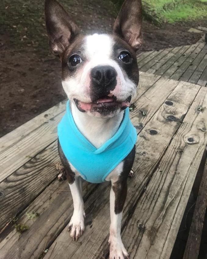 Gooby Fleece Vest Dog Sweater - Turquoise, X-Large - Warm Pullover Fleece Dog Jacket with O-Ring Leash for Small to Medium Dogs
