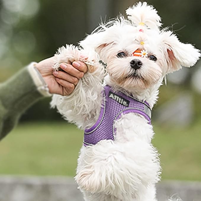 AIITLE Step in Dog Harness and Leash Set - Summer No Pull Escape Proof Vest Harnesses with Soft Mesh and Reflective Bands, Adjustable Pet Outdoor Harnesses for Small and Medium Dogs Purple M