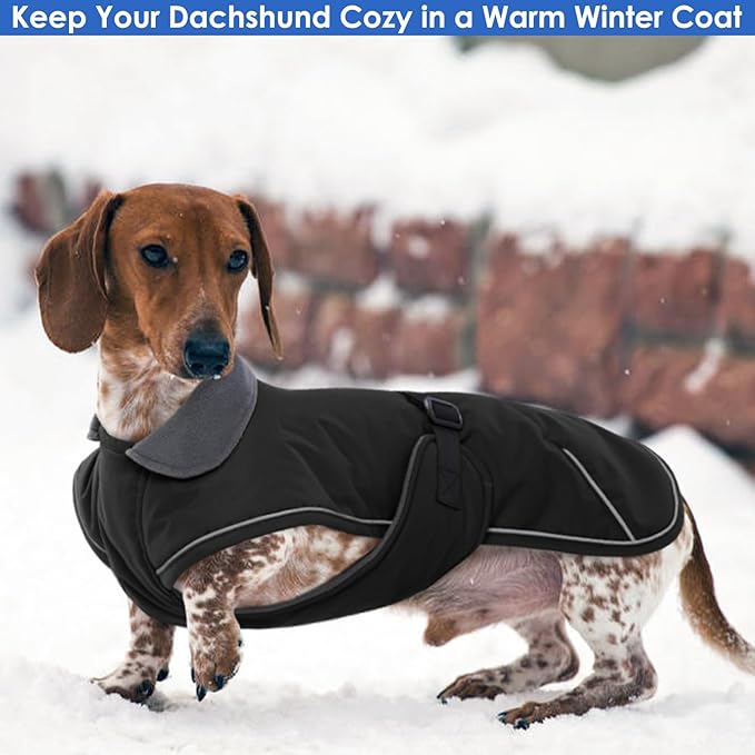 Dachshund Coat - Warm Winter Dog Jacket with Fleece Lining, Windproof Waterproof Snowsuit, Black, Medium