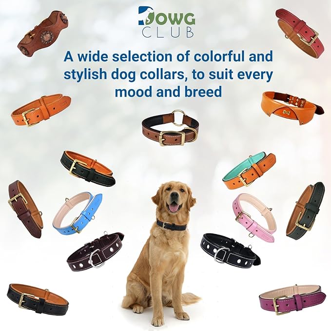 Genuine Leather Dog Collar | Full Grain, Heavy Duty, Comfortable, Padded, Strong | Best for Pups, Small, Medium, Large & XL Breeds (Small (Fit Neck Size 11.5"-14.5"), Blue)