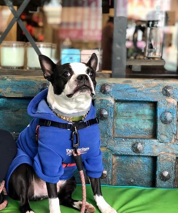 ChoChoCho Stylish Streetwear Blue Dog Sweatshirt Tracksuits, Cats Hoodies, Dog Outfit for Cat Puppy Small Medium (XL)