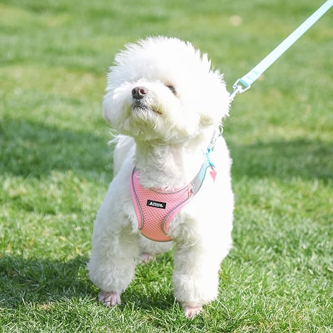 AIITLE Comfortable Dog Harness and Leash Set for Walking - Summer Step in Vest Harness,Reflective Bands, Adjustable No Pull Puppy Essentials, for Small Dogs and House Cats Pink XS