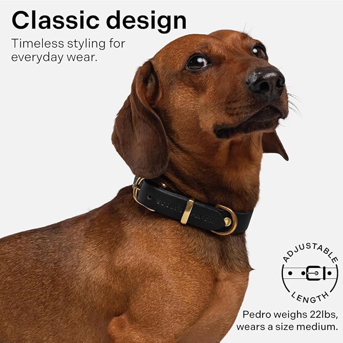 Classic Genuine Leather Dog Collar | Dog Collars for Medium Dogs, Small Dogs, Large Dogs & Extra Large Dog | Wide Dog Collar | Heavy Duty Collar (Black, XX Large)