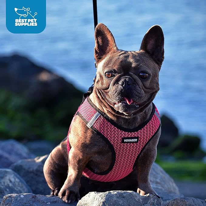 Best Pet Supplies Voyager Step-in Air Harness - All Weather Mesh, Reflective, No Pull Harness for Dogs, Cats - Secure with Hook & Loop Fastener, Buckle, Double D-Rings - Turquoise, S