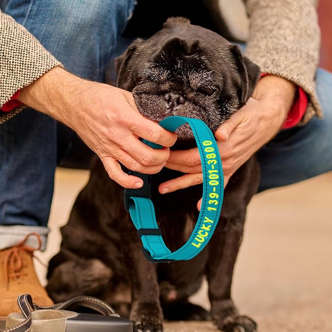 Personalized Embroidered Dog Collar - Custom Hand-Stitched Name & Number, Reflective Adjustable Pet Collar for Small/Medium/Large Dogs & Cats, Durable Nylon with Steel D-Ring (Purple, Large)