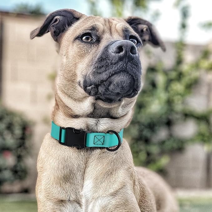 Dogline Biothane Waterproof Dog Collar with Quick Release Buckle Strong Coated Nylon Webbing with Odor- Proof for Easy Care Easy to Clean Fits Small Medium Large Dogs, Cyan Blue 3/4" W 12-19" L