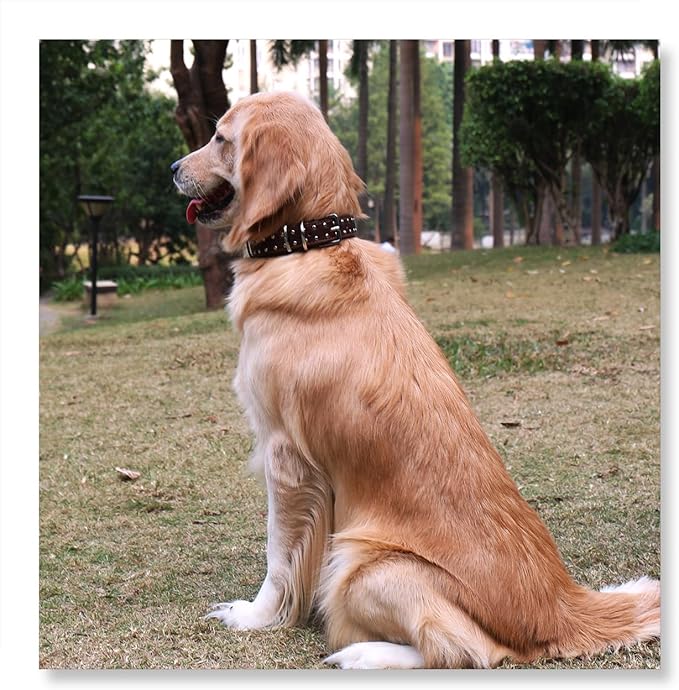 Studded Leather Dog Collar – Durable Adjustable Collar, Brown Medium