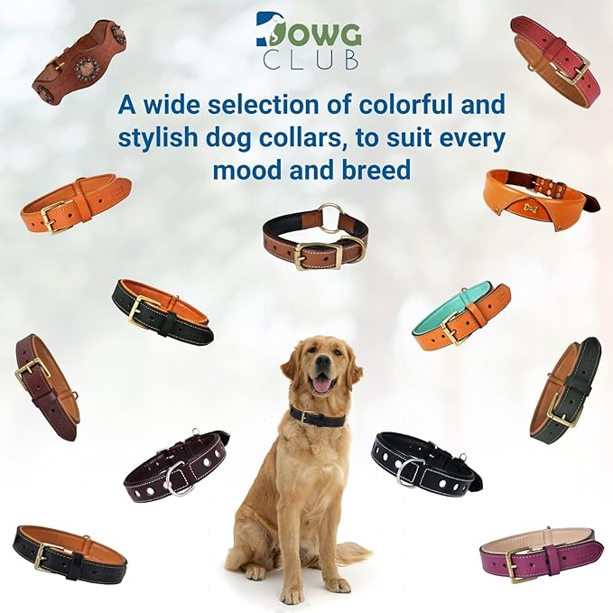 Genuine Leather Dog Collar | Full Grain, Heavy Duty, Comfortable, Padded, Strong | Best for Pups, Small, Medium, Large & XL Breeds (Large (Fit Neck Size 18.5"-22.5"), Teal Green)