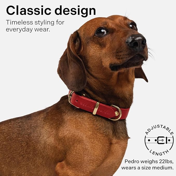 Classic Genuine Leather Dog Collar | Dog Collars for Medium Dogs, Small Dogs, Large Dogs & Extra Large Dog | Wide Dog Collar | Heavy Duty Dog Collar (Red, M: 0.8" Wide for 10.5"-13.5" Neck)