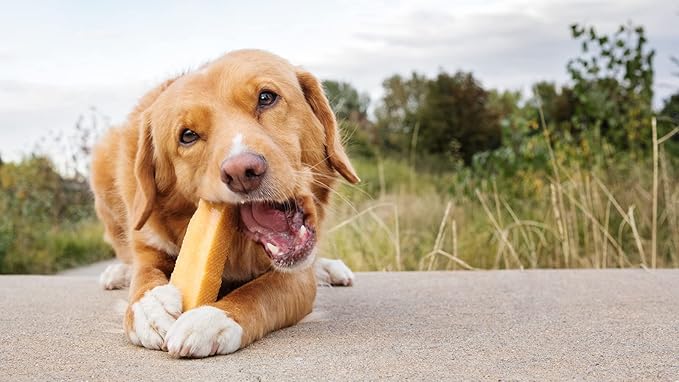 peaksNpaws Himalayan Yak Chews, High Protein Dog Treat for Aggressive Chewers, Natural, Long Lasting, Lactose Free Chew Stick for Pet Under 35 lbs, 20 Medium Treats, 100% Eco-Friendly Packaging