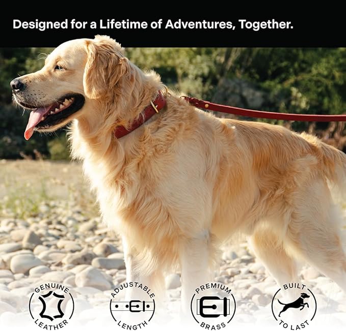 Classic Genuine Leather Dog Collar | Dog Collars for Medium Dogs, Small Dogs, Large Dogs & Extra Large Dog | Wide Dog Collar | Heavy Duty Dog Collar (Red, M: 0.8" Wide for 10.5"-13.5" Neck)