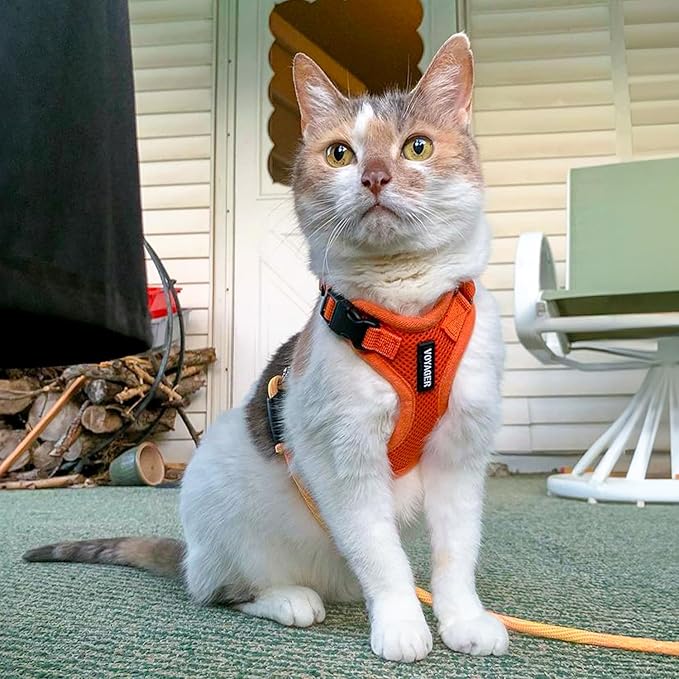 Voyager Step-in Lock Adjustable Cat Harness w. Cat Leash Combo Set with Neoprene Handle 5ft - Supports Small, Medium and Large Breed Cats by Best Pet Supplies - Orange, S