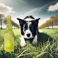 Wine Bottle Dog Toy, Fun Interactive Cute Squeaky Dog Toys with Tennis Ball Inside, Ideal for Large/Medium/Small Dogs to Fetch Games and Bonding Time, Not for Heavy Chewers, Large-Yellow