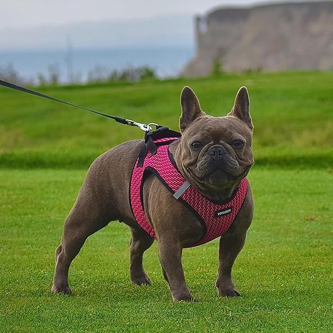 Best Pet Supplies Voyager Step-in Air Harness - All Weather Mesh, Reflective, No Pull Harness for Dogs, Cats - Secure with Hook & Loop Fastener, Buckle, Double D-Rings - Tone, L