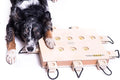 iPET-Smart Dog - Interactive Wooden Puzzle Toy, Fun and Challenging Brain Game for Smart Dogs, Mental Stimulation and Enrichment, All-Wood Design