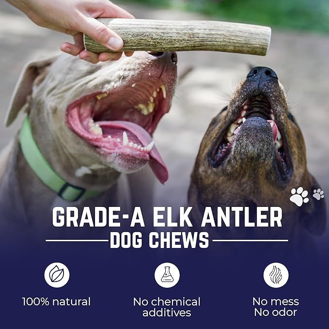 Devil Dog Pet Co. Elk Antlers for Dogs, Jumbo 8"+, 1 Pack, Grade A Long Lasting Chew for Aggressive Chewers, Premium USA Naturally Shed Antler – Healthy, No Odor, Durable Dog Chew