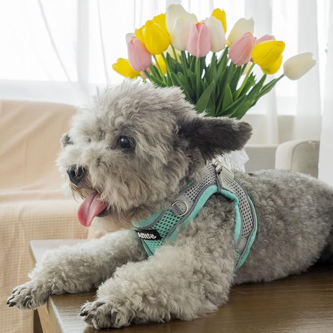 AIITLE Dog Harness, Summer No-Pull Cat Harness with a Leash, Adjustable Reflective Dog Vest, Cat Harness Escape Proof, Outdoor Walking, Camping for Extra Small Dogs and House Cats Turquoise XXXS
