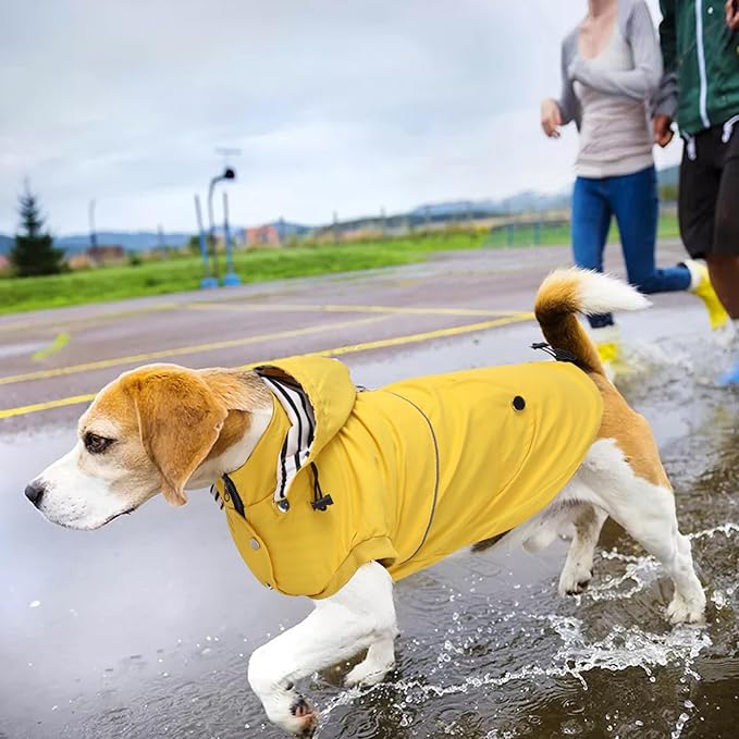 Dog Raincoat Waterproof Raincoats Dog rain Jacket Buttons Zipper Hood Drawstring Suitable for Small Medium Yorkie Terrier Schnauzer Poodle Border Collie Labrador 8lbs to 80lbs Yellow XXL