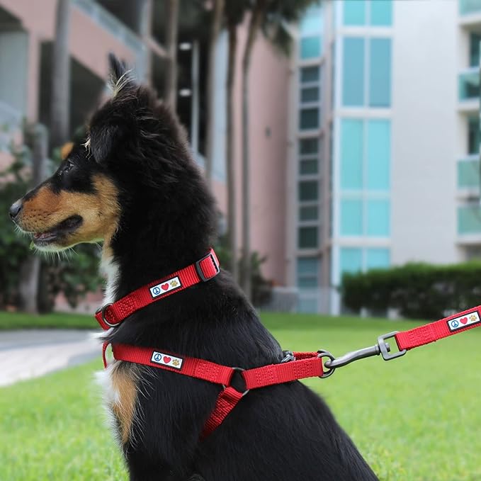 Pawtitas Personalized Dog Leash - Embroidered Custom Leash with Pet Name & Phone Number, 6 ft Long, Medium to Large, Pink