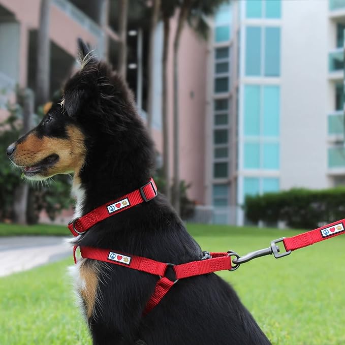 Pawtitas 6 FT Comfortable Leash for Puppy Training - Extra Small to Small Sizes, Grey