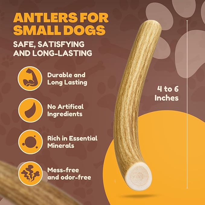 WhiteTail Naturals - Antlers for Small Dogs (6 Pack) Deer Antler Dog Chew Bones for Small Aggressive Chewers - Long Lasting Horn Chew Toys - Naturally Shed