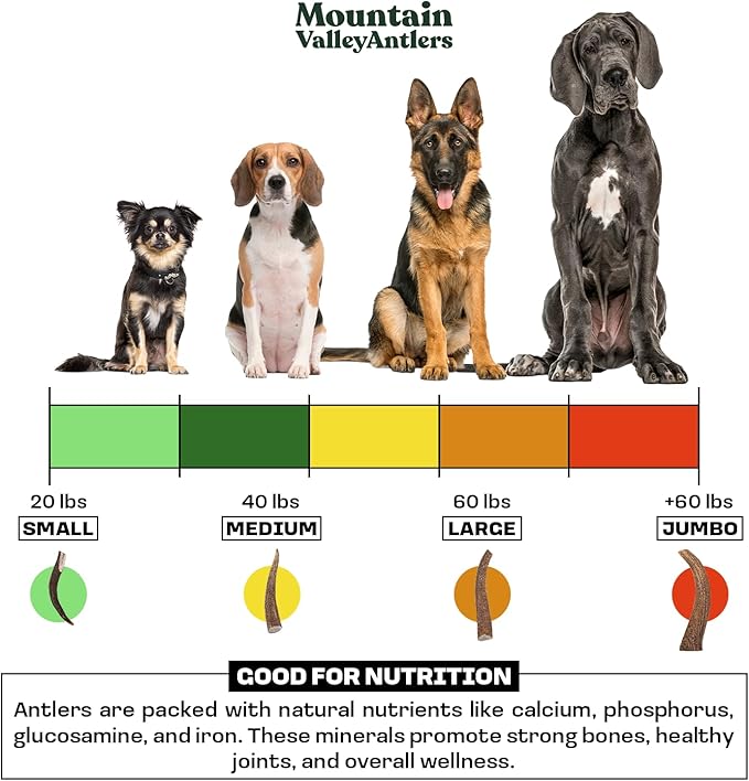 Mountain Valley Moose Antlers for Dogs - 100% Natural & Organic Chew for Aggressive Chewers, No Odor, No Mess, Long Lasting - Wild-Foraged Naturally Shed Antlers in USA - Grade A, Whole Large (1 Pack)