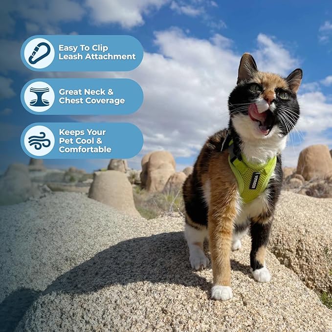 Voyager Step-in Lock Adjustable Cat Harness w. Cat Leash Combo Set with Neoprene Handle 5ft - Supports Small, Medium and Large Breed Cats by Best Pet Supplies - Lime Green, XXXS