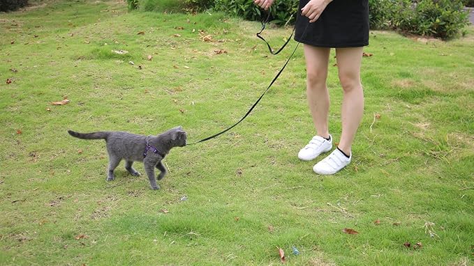 AMAGOOD 6 FT Cat Leash, Strong and Durable Traditional Style Leash with Easy to Use Collar Hook,Cat Lead Great for Cats (3/8 in x 6 ft,Black and Green(2-Pack))