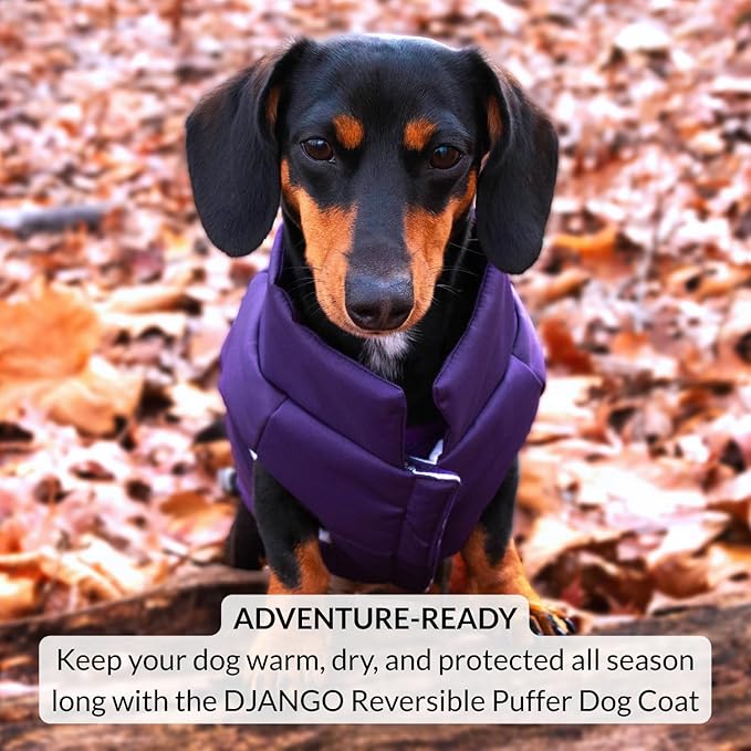 DJANGO Reversible Puffer Dog Coat – Warm Winter Dog Jacket & Water-Repellent Insulated Dog Coat w/Harness Hole, Windproof, Adjustable Fit for Small & Medium Dogs, Dachshunds – Violet Purple, Small