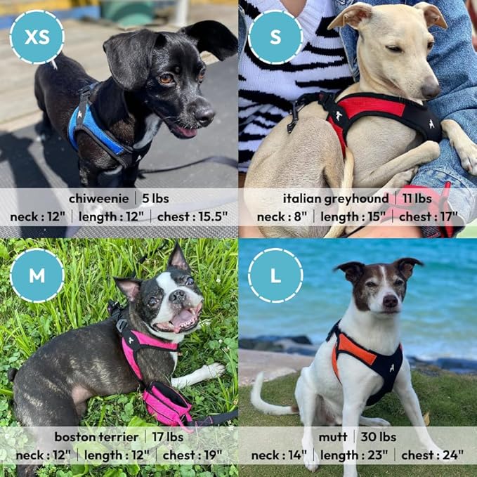 Gooby - Escape Free Easy Fit Harness, Small Dog Step-in Harness for Dogs That Like to Escape Their Harness, Turquoise, Medium