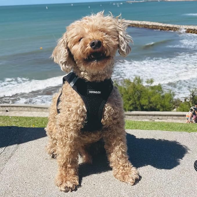 Voyager Step-In Air Dog Harness by Best Pet Supplies - All Weather Mesh Step in Vest Harness for Small and Medium Dogs, Black, size XL - Chest: 20.5 - 23"