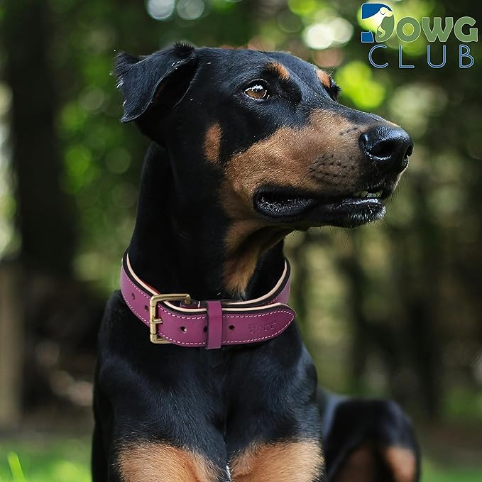 Leather Dog Collar - Pink, Medium - Handcrafted, Soft Padded Collar with Brass Buckle, Stylish & Durable (Medium (Fit Neck Size 14.5"-18.5"), Dark Pink)