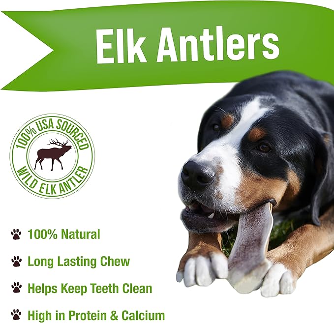 Buck Bone Organics Dog Chews, Elk Antlers for Dogs, Long Lasting Dog Bones for Aggressive Chewers, All Natural, No Preservatives, Wild Shed in The USA (Jumbo)
