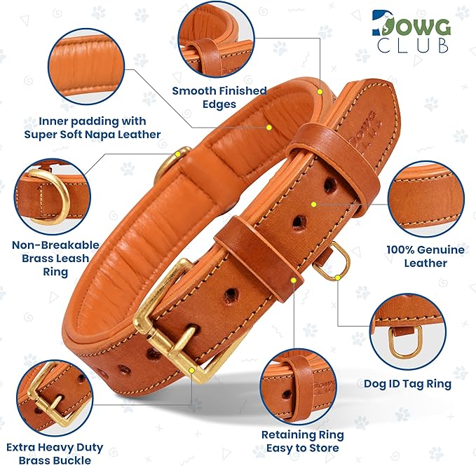 Genuine Leather Dog Collar | Full Grain, Heavy Duty, Comfortable, Padded, Strong | Best for Pups, Small, Medium, Large & XL Breeds (Large (Fit Neck Size 18.5"-22.5"), Tangerine Orange)