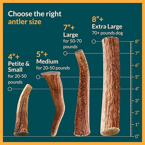 100% Natural - Antlers for Dogs - Naturally Shed in USA - Grade A Long Lasting Chew for Aggressive Chewers - Elk Antlers Dog Antler Chews - Real, Healthy Treats & Toys - No Odor & No Mess - Small