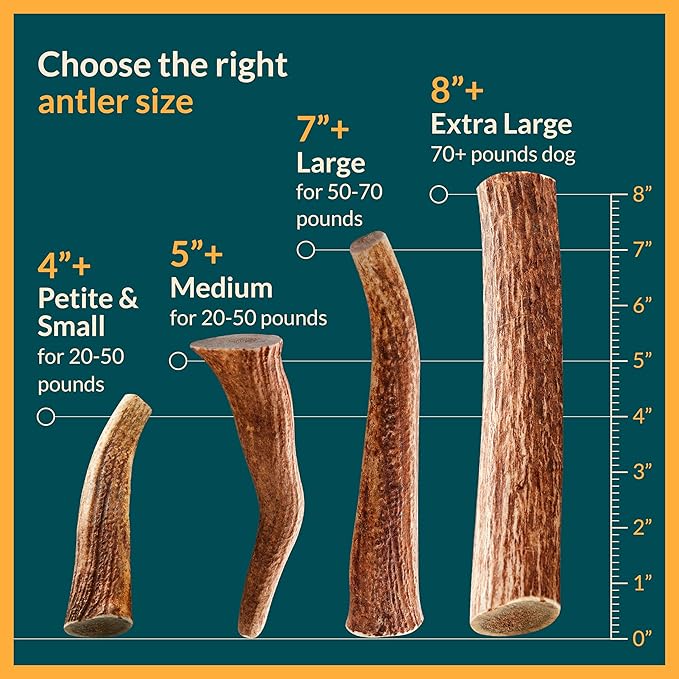 100% Natural - Antlers For Dogs - Elk Antlers for Very Large Dogs - Naturally Shed in USA - Grade A Dog Antler Chews - Dog Chews - Natural, Long-Lasting Treats for Aggressive Chewers - Extra Large
