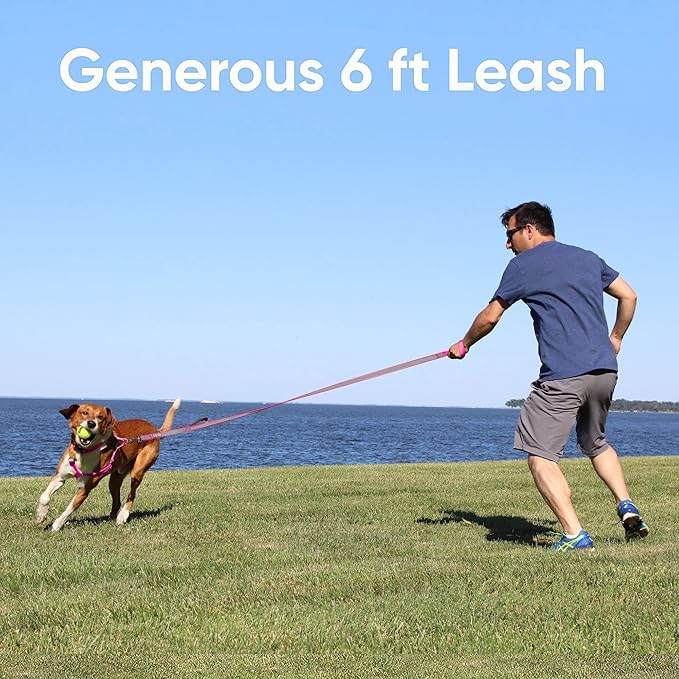 Pawtitas 6 FT Padded Dog Leash with Comfortable Neoprene Padding Handle - Orange Lead | Medium Reflective Dog Leash with Highly Reflective Band Perfect for Medium and Large Dogs and Puppies.