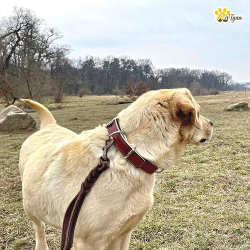 ADITYNA Heavy-Duty Leather Dog Collar for Large Dogs - Soft Padded for Comfort - Large Dog Collar for Walking, Training, and Hiking