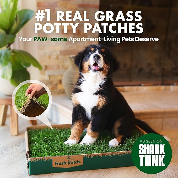 Fresh Patch Real Grass Patch for Dogs, Cats, and Large Pets 15-30 Pounds – Disposable Pet Grass Pee Pads – Indoor and Outdoor Potty Training Mat (24 Inches x 24 Inches)